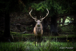 Ready to Duel! - Red Deer Stag