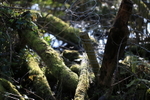 Leaf and Wire 5