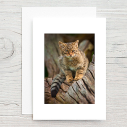 Wildcat