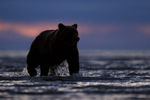 Grizzly Bear wading at dawn in sea, Lake Clark NP, Alaska