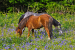 z1347 Ponies, Ventnor Down