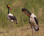Comparison of male and female Saddle-billed Storks