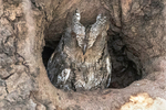 Scops Owl