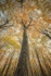 ab586  Brighstone forest Autumn