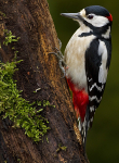 GS WOODPECKER (Chap) REF WOOD 3