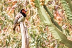 Bird Black Collared Barbet