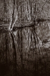 Curtains Pond 04
