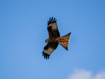 Red Kite