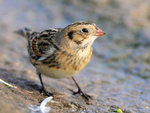 Lapland Bunting close-up