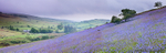 Dartmoor Bluebells