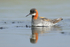 Red-necked Phalarope reflection, Iceland