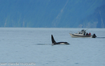 Orca and fishermen