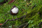 Dipper portfolio