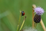 Seven-spot Ladybird