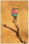 The National Bird of Kenya