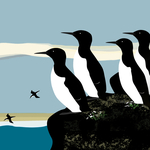 Guillemots