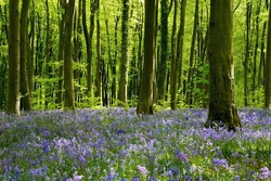 West Wood Bluebells, Wiltshire