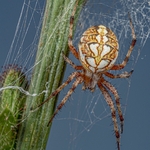 The Oak Spider (Aculepeira ceropegia) 
