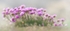 Sea Pinks