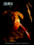 Phrag. 'Sorcerer's Apprentice'