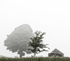 Trees and Barn