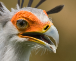 Secretary Bird