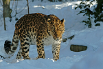 Amur leopard - Milena
