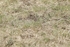 BVHT 140517 N-228