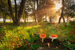 z2027 Autumn Morning, America Wood