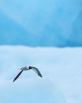 Sabine's Gull flying, Jokulsarlon, Iceland