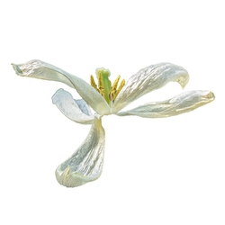 Abstract Flowers portfolio