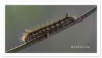 Drinking Moth Catapillar