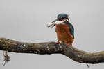 Kingfisher Alcedo Atthis041