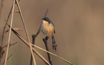 Ashy Prinia