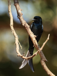 Black Drongo showing forked tail, Bandhavgarh, India