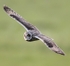 Short Eared Owl