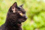 Cat domestic-5532