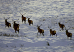 Red Deer