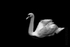 Swan 01