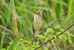 June 2018 - Marsh Warbler