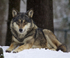 Wolf in the snow