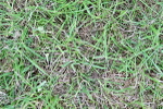 SBM_03935