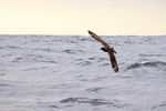 Brown Skua portfolio