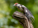 Great Spotted Woodpecker