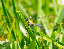 Dragonflies _0010