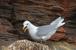 Kittiwake