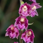 Dark red helleborine (Epipactis atrorubens)