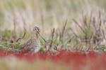 Magellanic Snipe, Carcass Island, Falklands