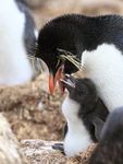 Rockhopper Penguin chick after feeding, Cape Bougainville, Falklands