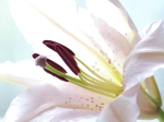 Pastel Petals